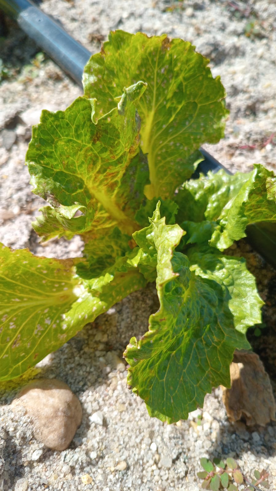 Planta com sintomas